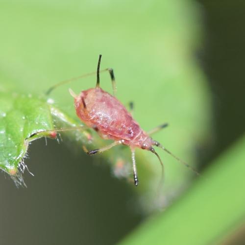 Macrosiphum rosae